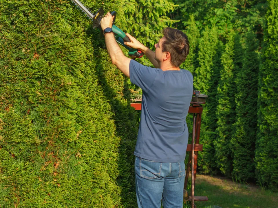 A gardener trimming a tall hedge with an electric hedge trimmer